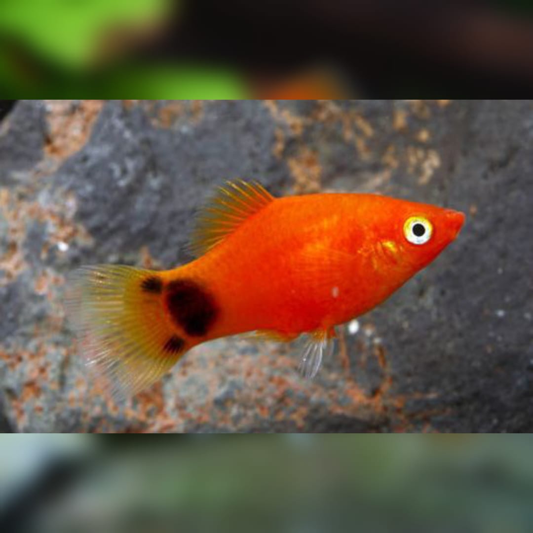 Platy Mickey Mouse Neon Rot – Leuchtender Farbakzent mit Kultmuster