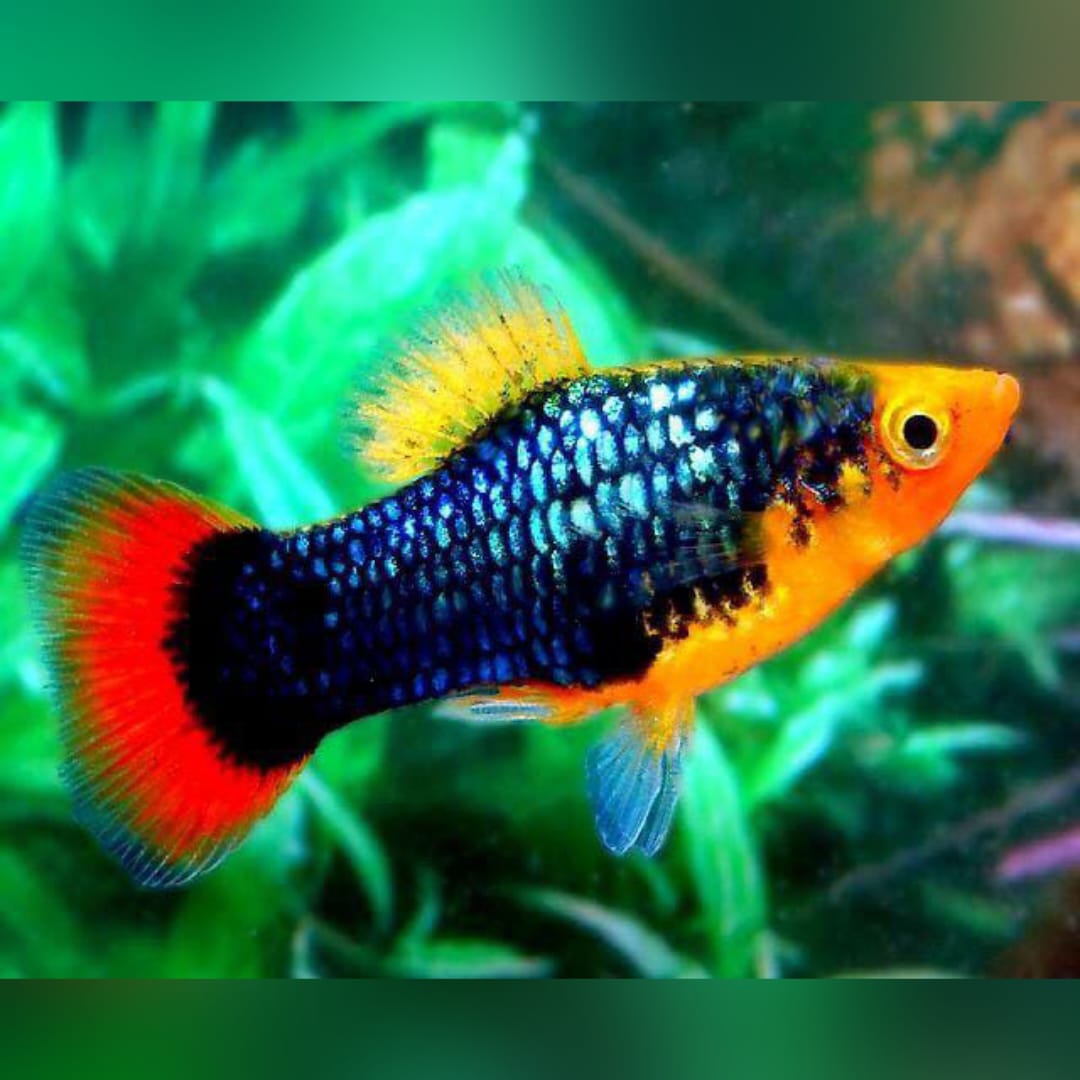 Hawaiiplaty – Exotischer Farbtraum für dein Aquarium