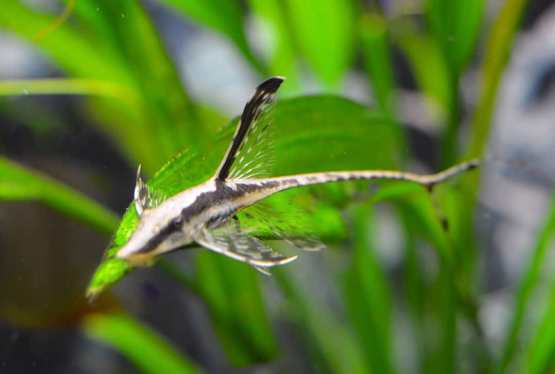 Goldbart-Störwels – Sturisoma aureum: Eleganz und Anmut für dein Aquarium