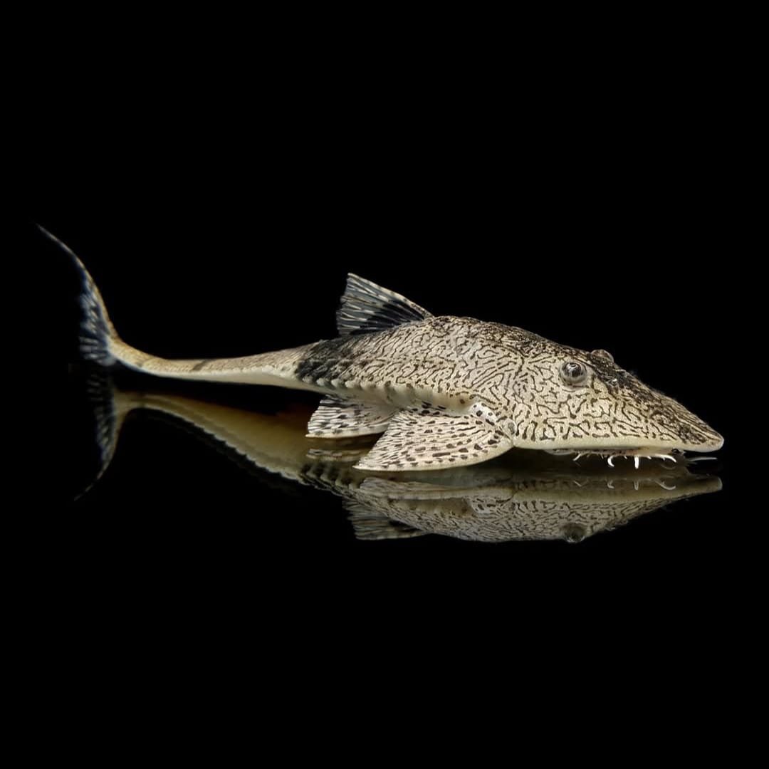 Chamäleon-Flunderharnischwels – Pseudohemiodon apithanos 🐟🌈