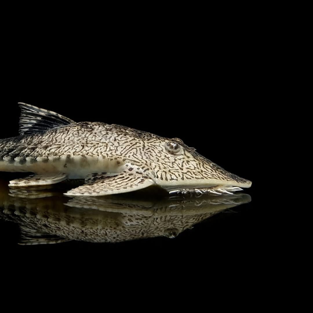 Chamäleon-Flunderharnischwels – Pseudohemiodon apithanos 🐟🌈