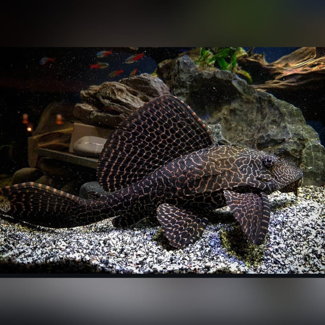 Wabenschilderwels – Pterygoplichthys gibbiceps (L165) 🐟🛡️