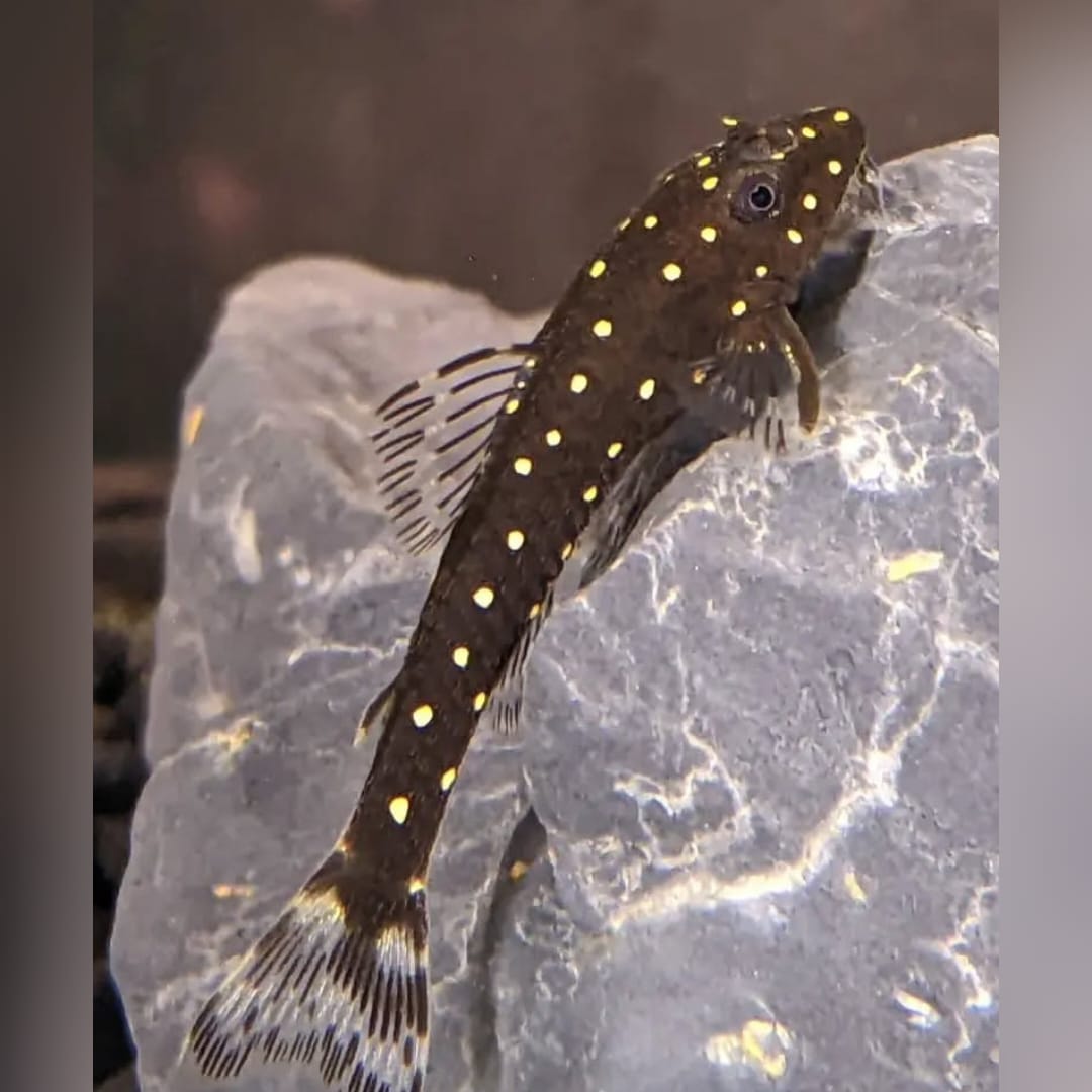 Weißpunkt-Ohrgitterharnischwels – Parotocinclus haroldoi 🐟❄️