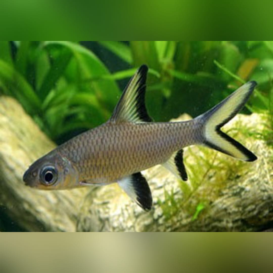 Haibarbe – Balantiocheilos melanopterus 🦈✨