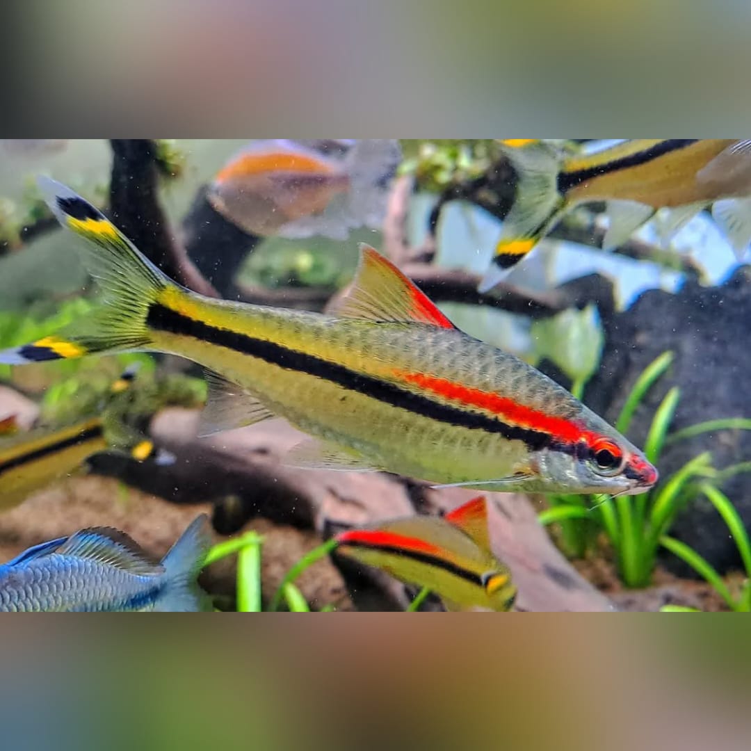 Rotstrichalgenfresser – Puntius denisonii 🐠🌿