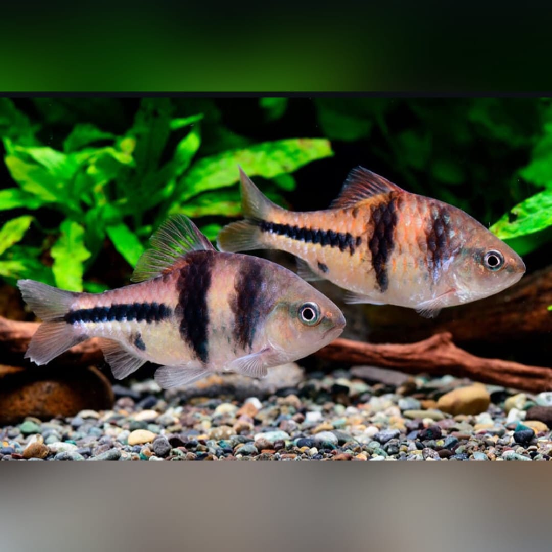 Schwarzbandbarbe – Barbus lateristriga 🐟🖤