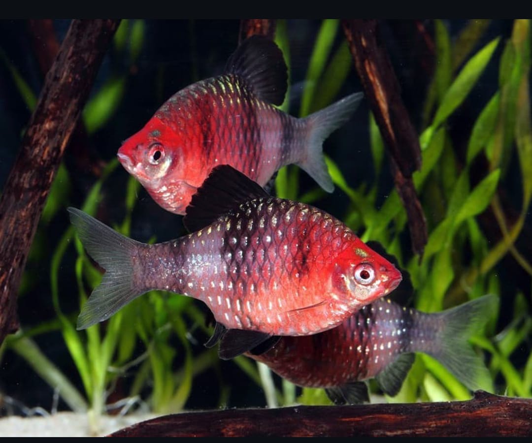 Purpurkopfbarbe – Puntius nigrofasciatus 🌸🐟