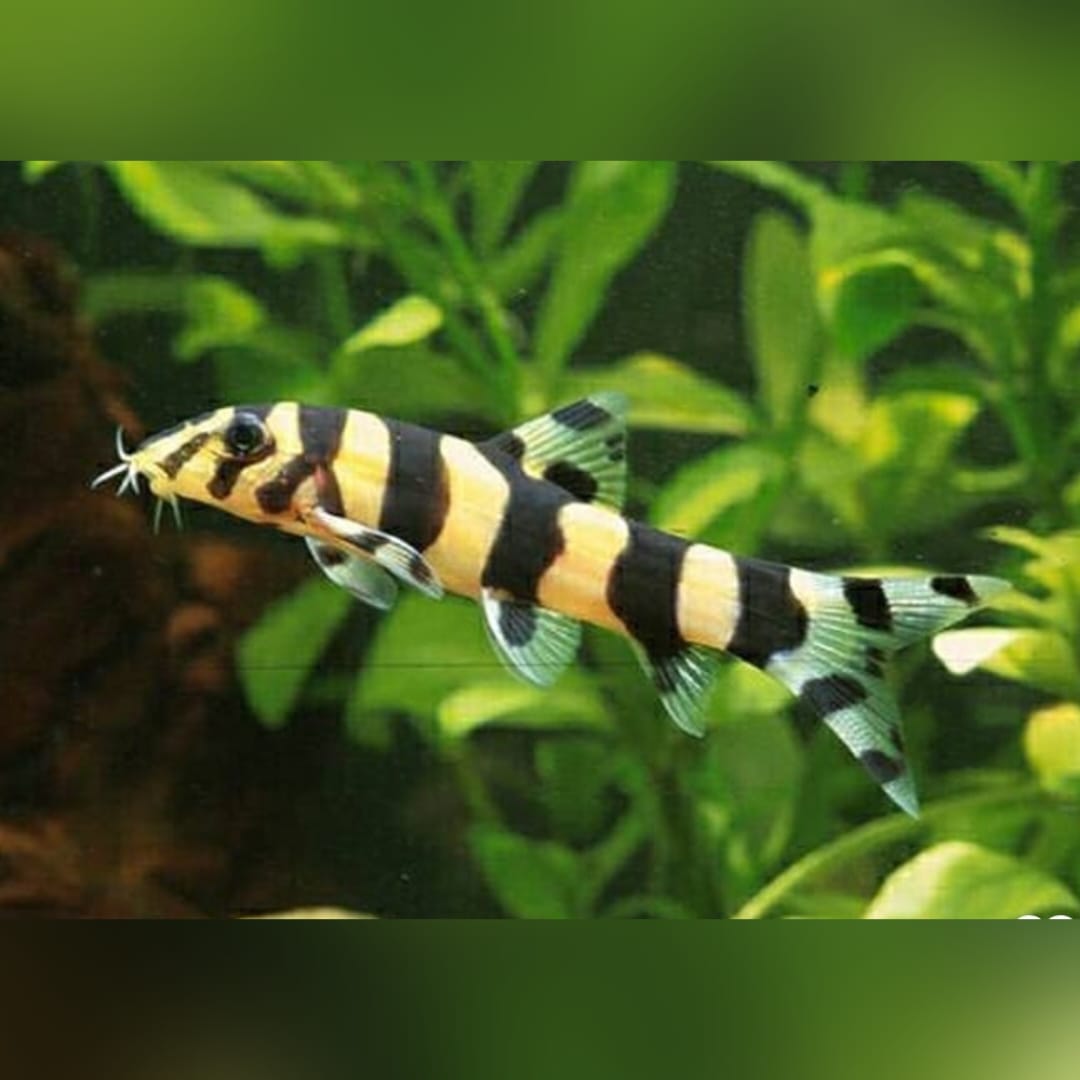 Burma Prachtschmerle – Zebrastreifenschmerle Botia histrionica 🐟🇲🇲