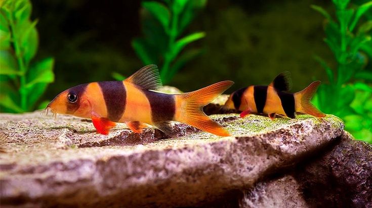 Prachtschmerle – Botia macracantha 🐠🎨