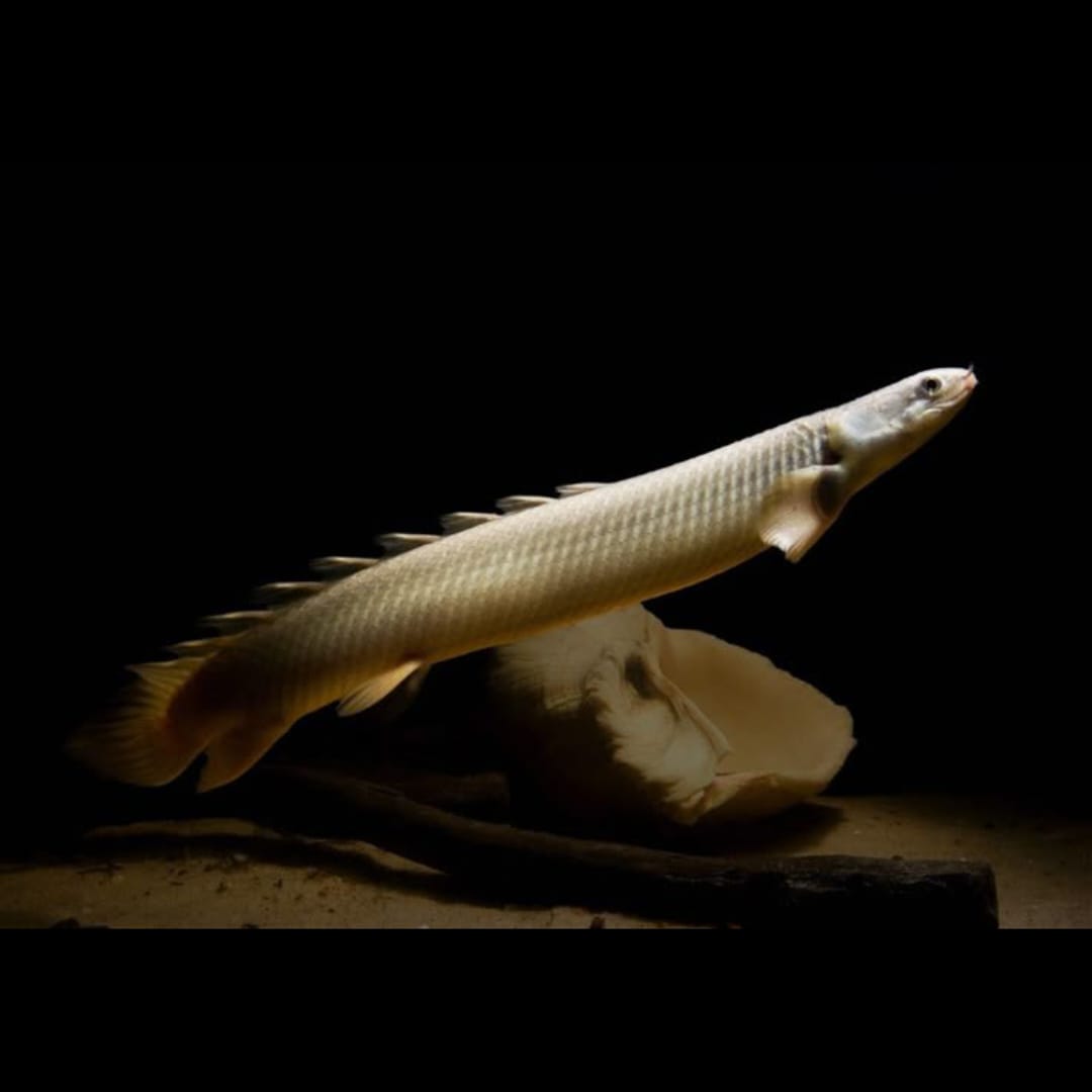 Senegal-Flösselhecht – Polypterus senegalensis 🐉🌊