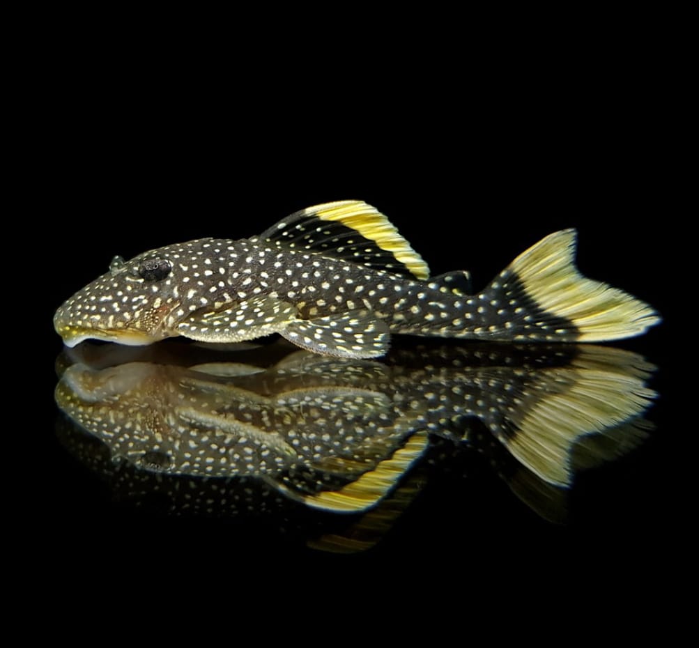 Gelbsaum-Prachtharnischwels – Baryancistrus xanthellus L018 | L081 🟡🖤 Golden Nugget