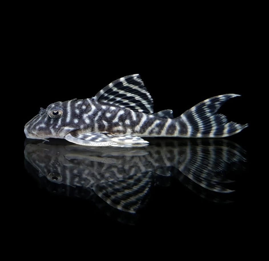 L333 - Königstiger Harnischwels "Spezial" - Hypancistrus sp.