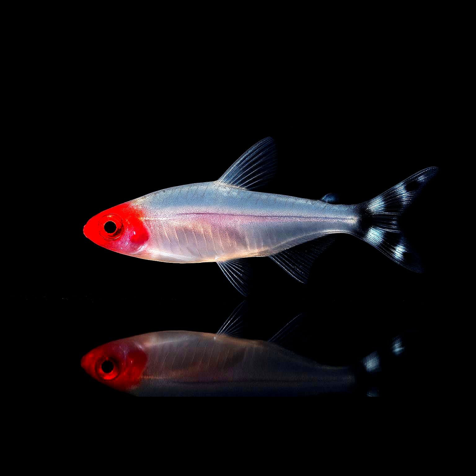 Petitella bleheri  - Rotkopfsalmler (Hemigrammus bleheri)