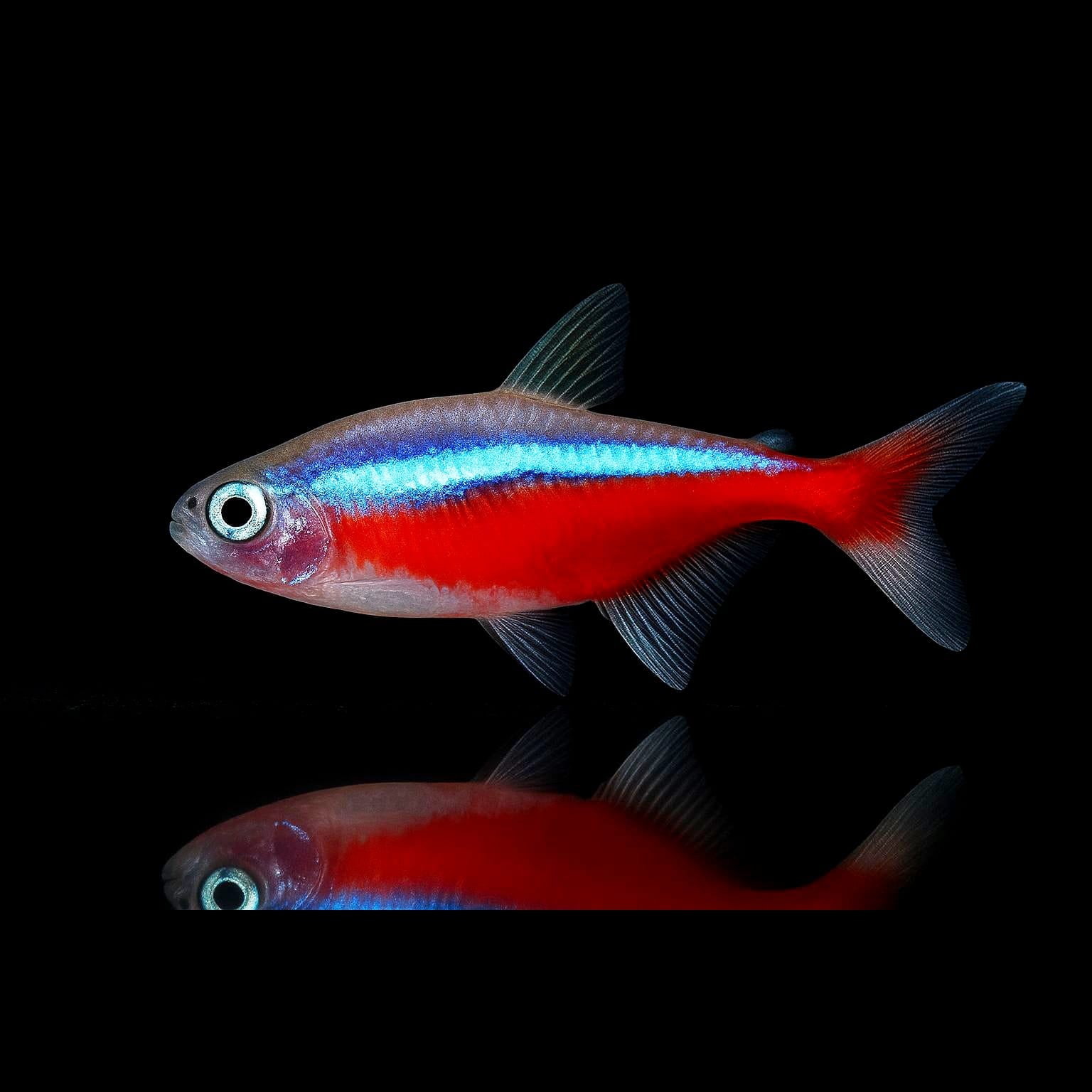Roter Neonsalmler aus Liebevoller Zucht  – Paracheirodon axelrodi