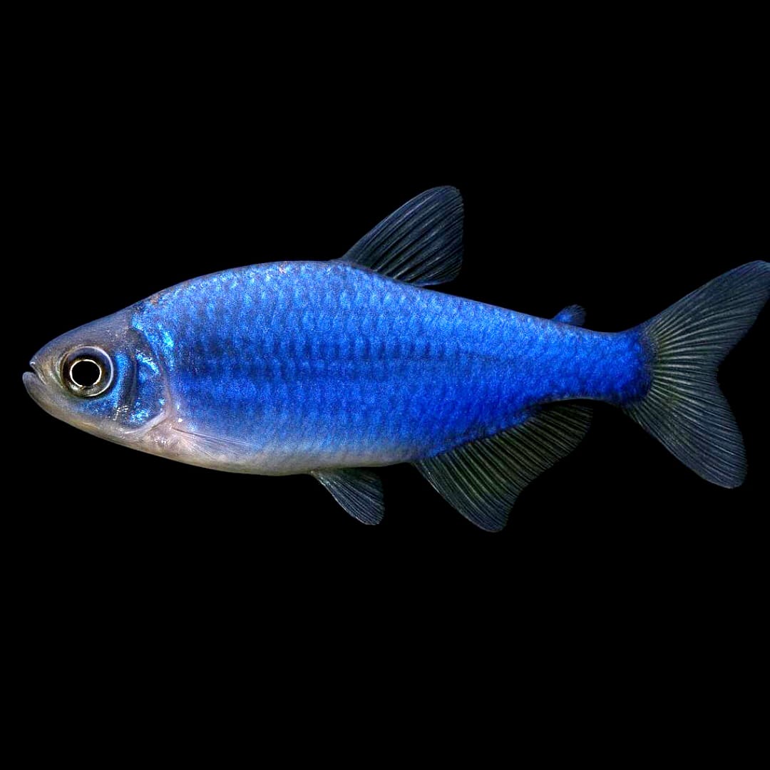 Inpaichthys kerri super blue - Königssalmler