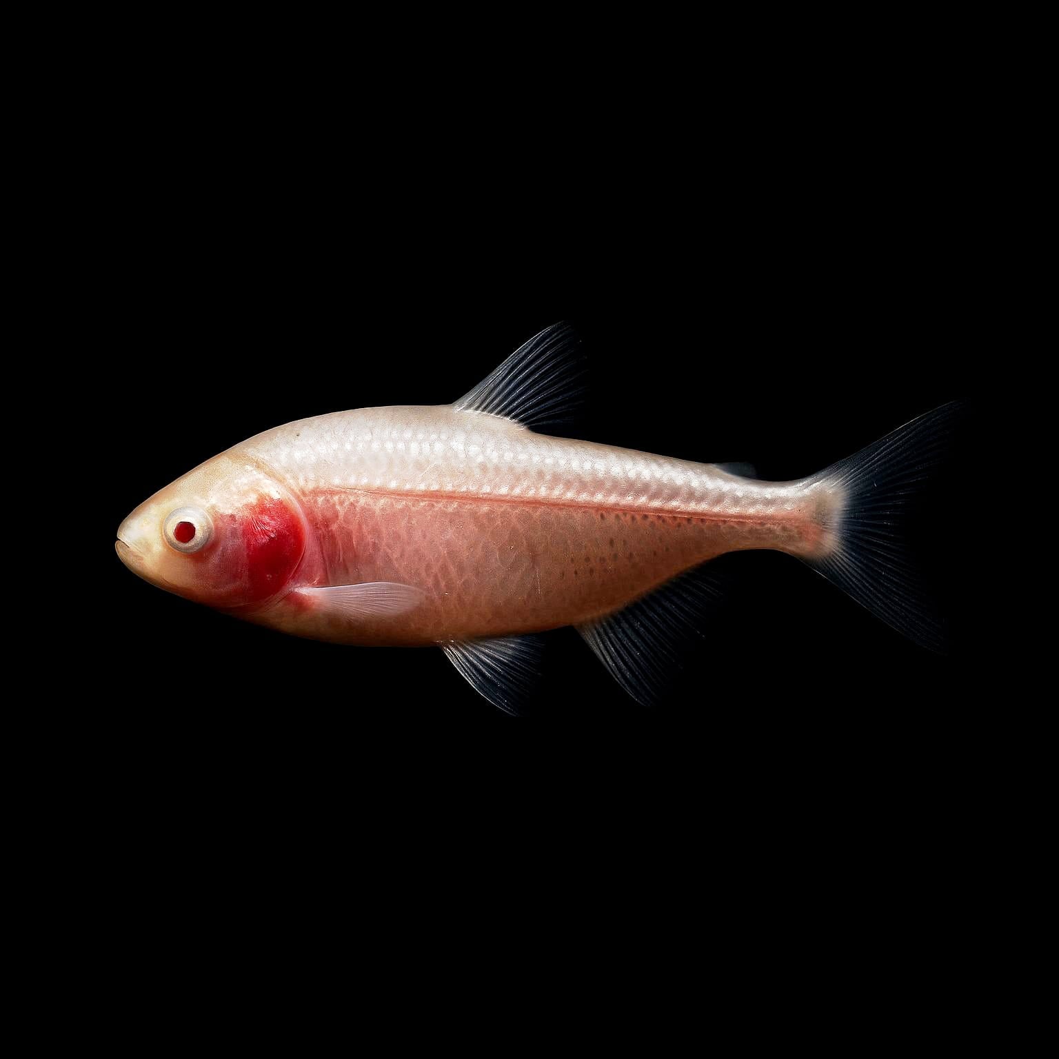 Blinder Höhlensalmler  –  Der faszinierende Bewohner aus den Tiefen der Höhlenwelt