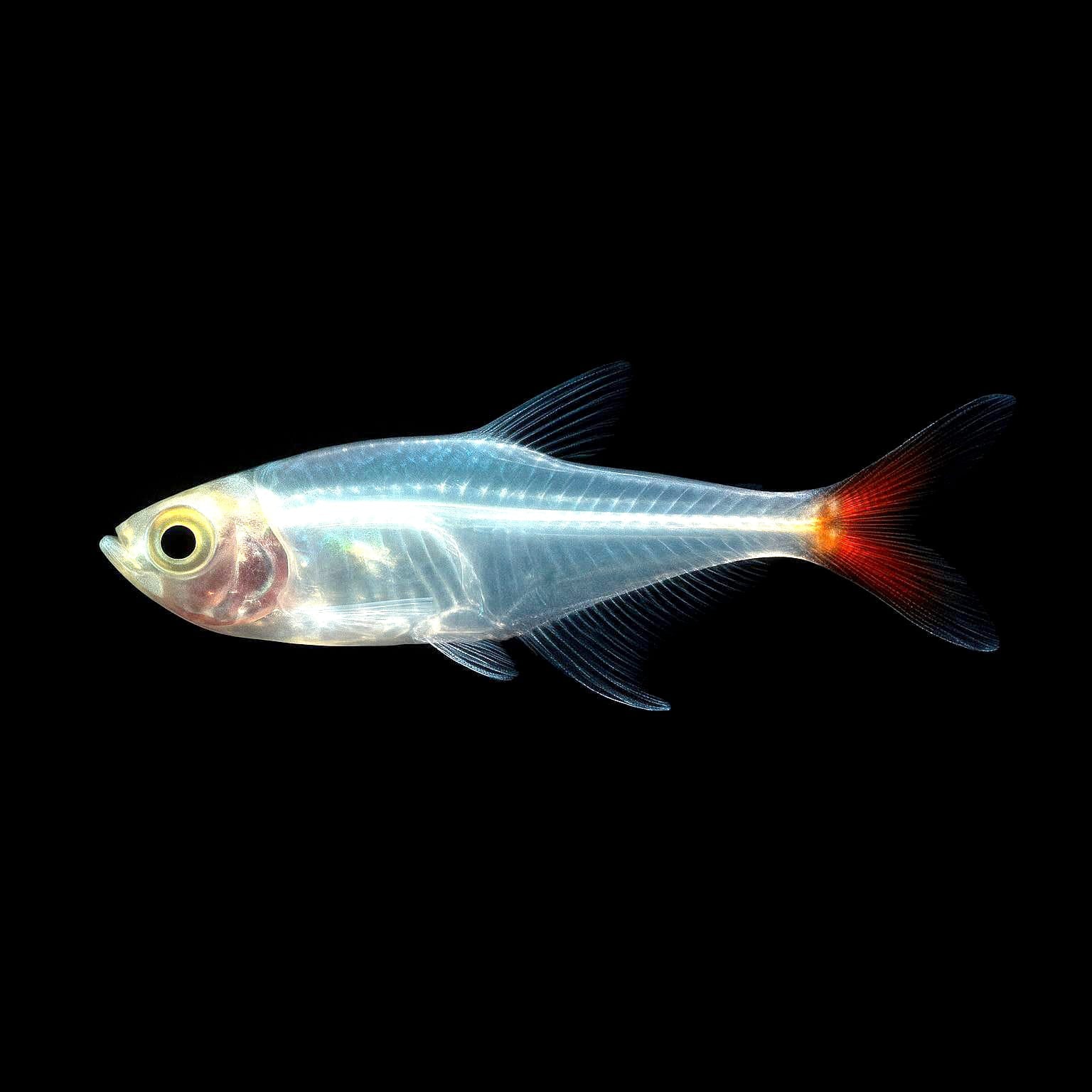 Prionobrama filigera – Der Glassalmler für dein Aquarium