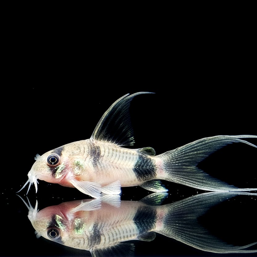 Corydoras Panda Longfin - Panzerwels