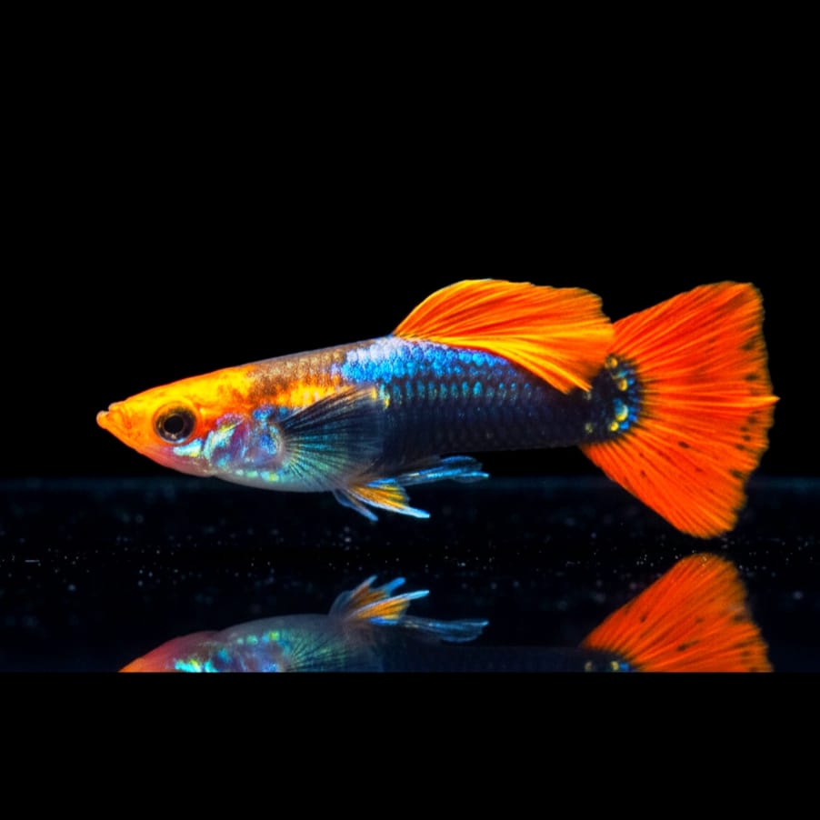 Hochzucht Guppy - Red Cap Tuxedo