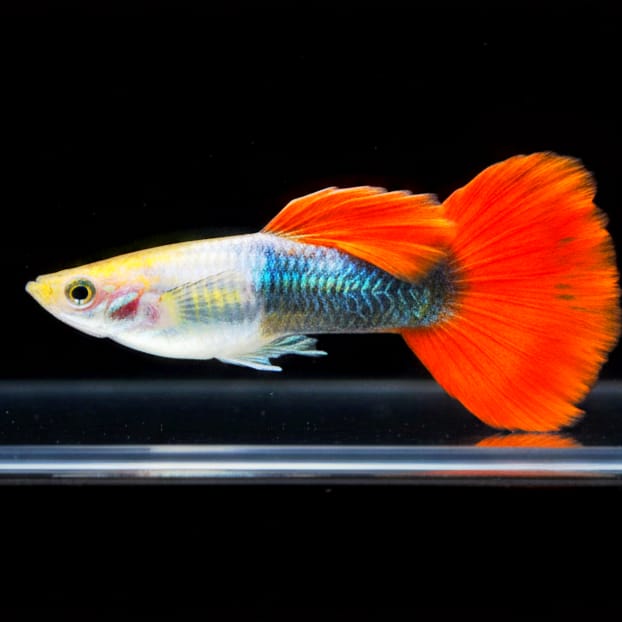 Hochzucht Guppy - Red Tuxedo