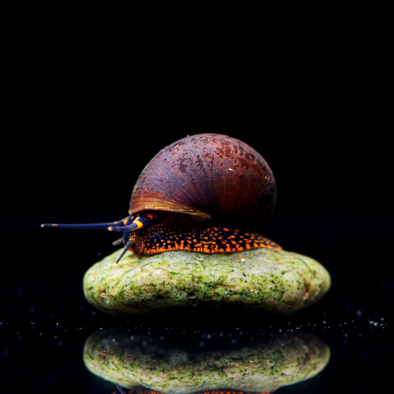 Notopala sp. - Blue Berry Snail