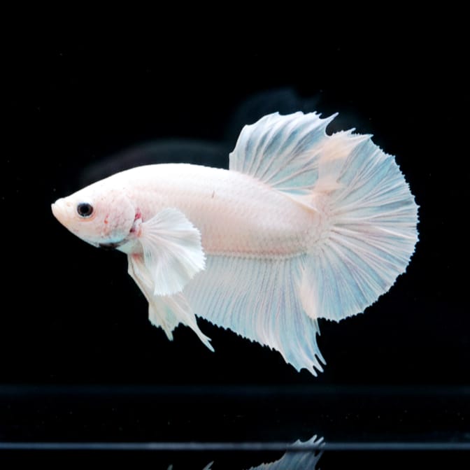 Kampffisch Betta splendens – PLAKAT, Full White 🤍🐠