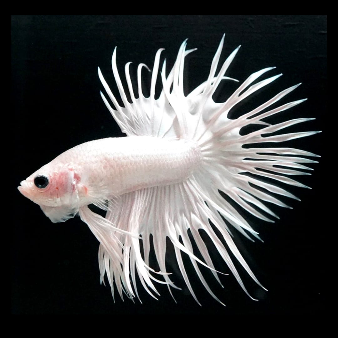 Kampffisch Betta splendens – Crowntail Full White ❄️🐠
