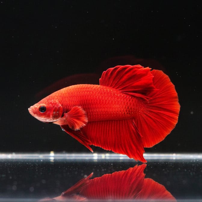 Kampffisch Betta splendens „Plakat Red Dragon“