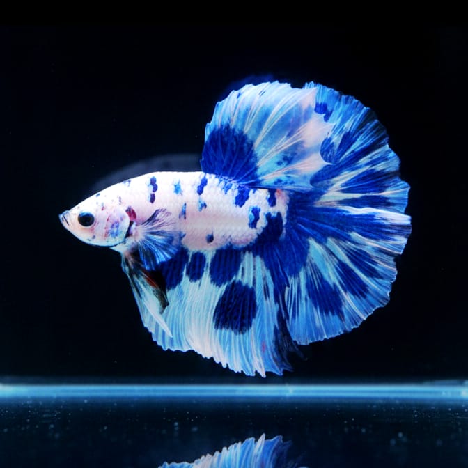Kampffisch Betta splendens – Halfmoon „Blue Marble“ 💙 Blau-Weiß