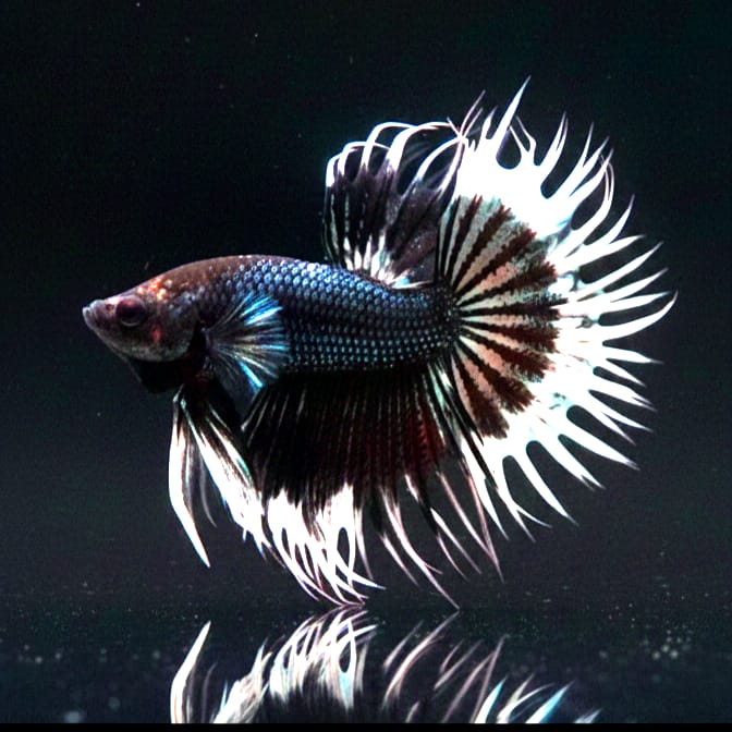 Kampffisch Betta splendens – Crowntail "Black & White" 🖤🤍