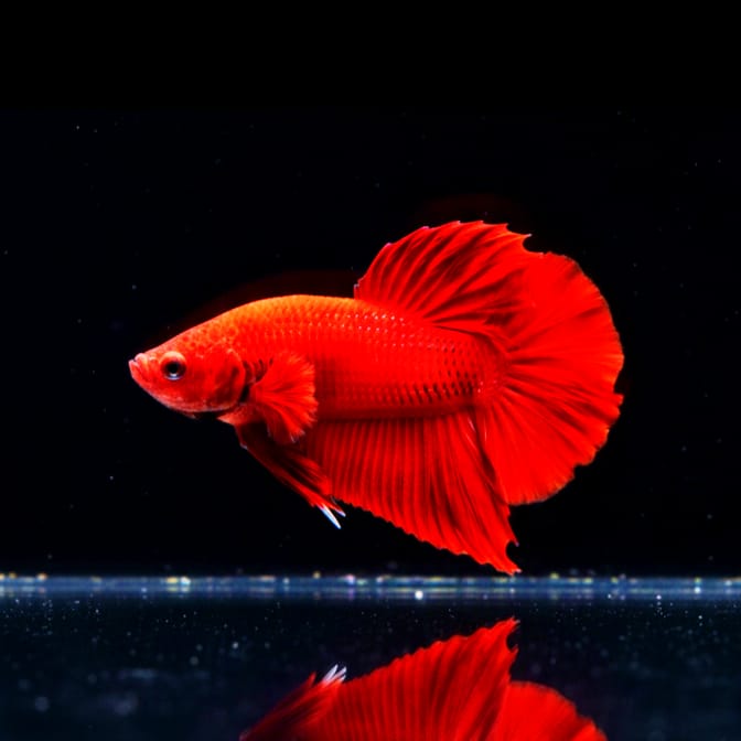 Kampffisch Betta splendens „Plakat Red Dragon“