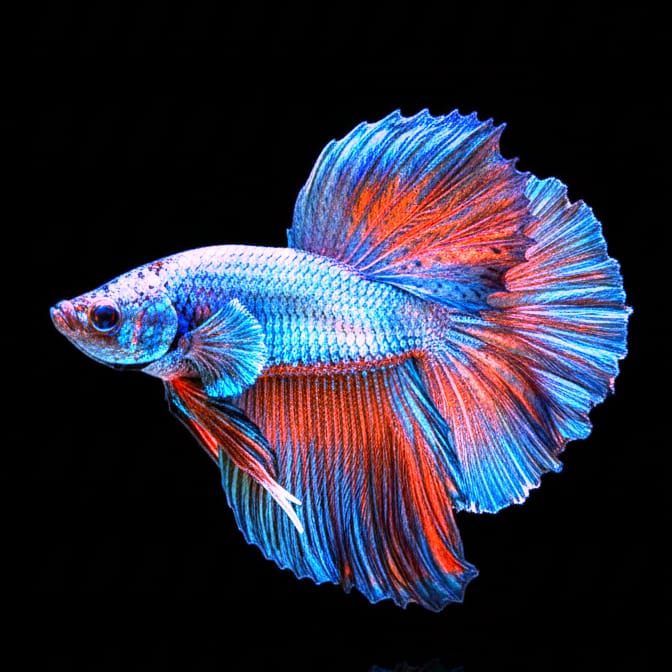 Kampffisch Betta splendens MALE „Halfmoon Copper“