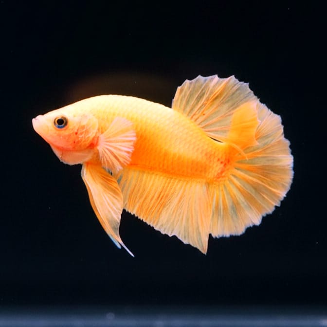 Kampffisch Betta splendens „Plakat Dragon Yellow“