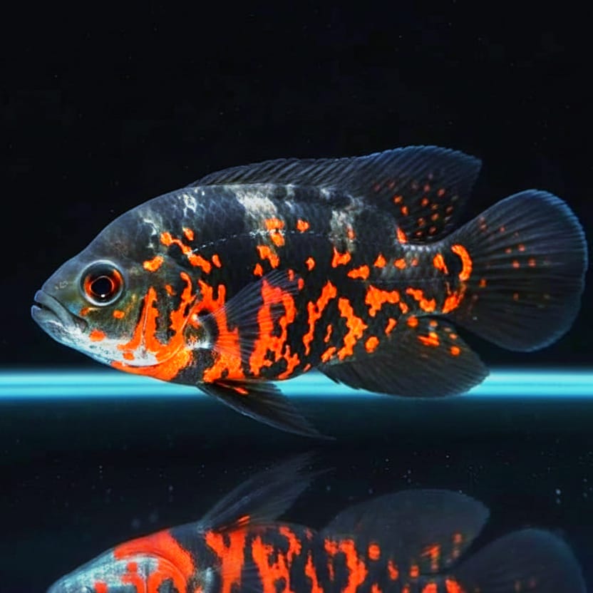 Pfauenaugenbuntbarsch "Red Tiger" (Astronotus ocellatus)