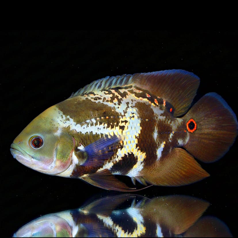 Kolumbianischen Oscar (Astronotus mikoljii)