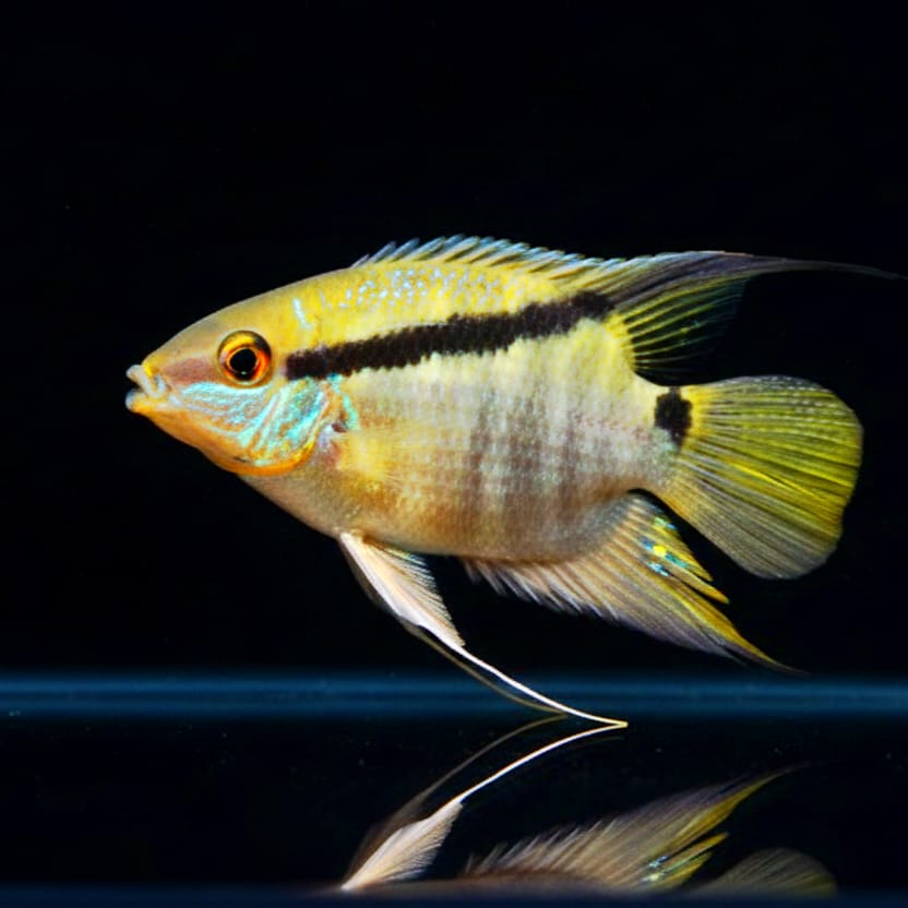 Flaggenbuntbarsch (Mesonauta festivus)