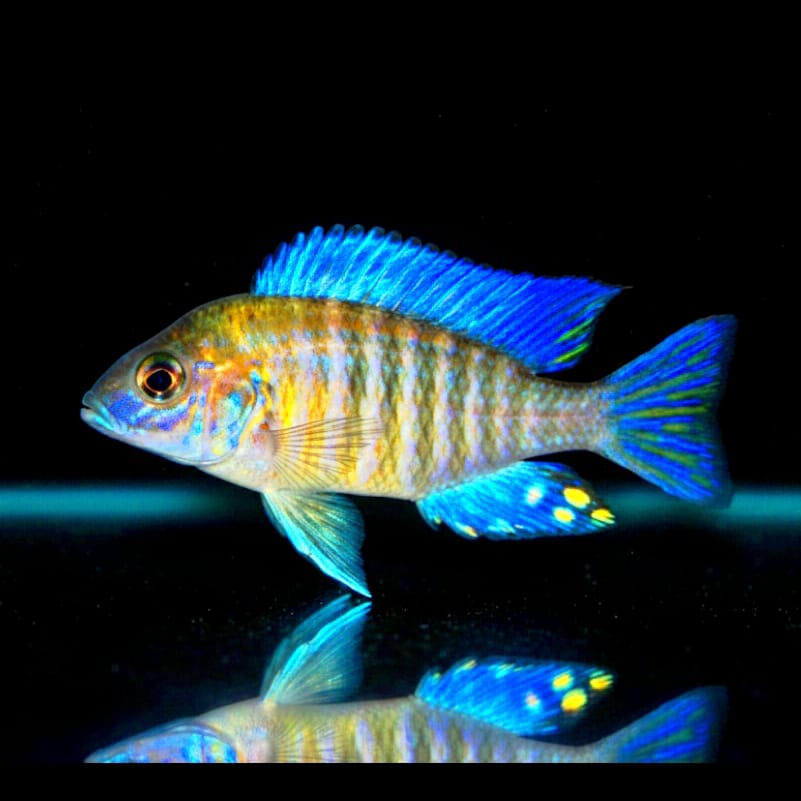 Aulonocara ethelwynnae „Chitande“ – Kaiserbuntbarsch