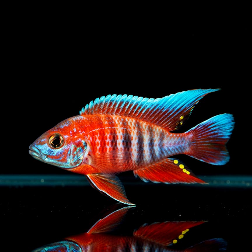 Aulonocara eureka – Eureka-Kaiserbuntbarsch