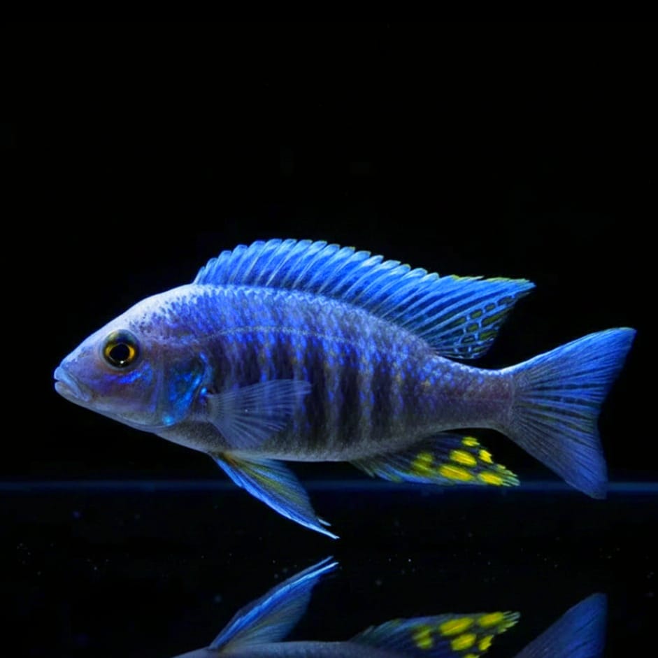 Kande-Kaiserbuntbarsch – Aulonocara maylandi "Kandeensis Blue" 💎🐠