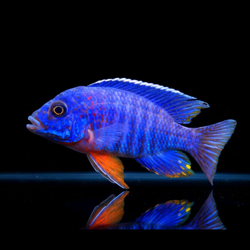 Cobue-Kaiserbuntbarsch (Aulonocara stuartgranti "Cobue")