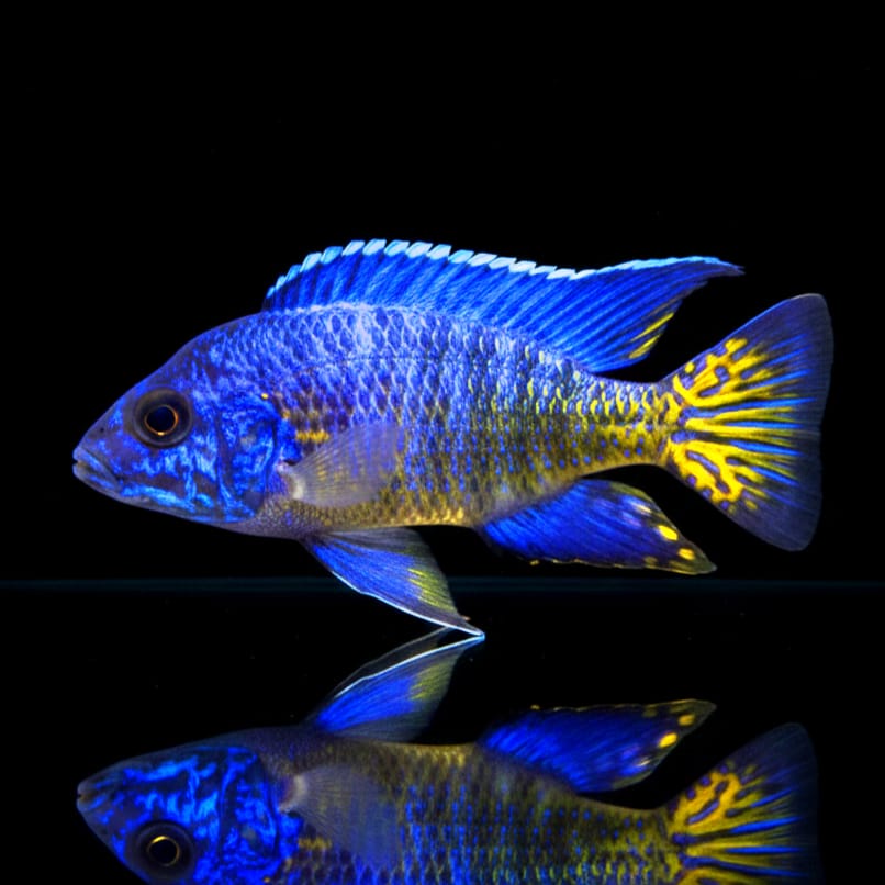 Ngara-Kaiserbuntbarsch (Aulonocara stuartgranti "Ngara")