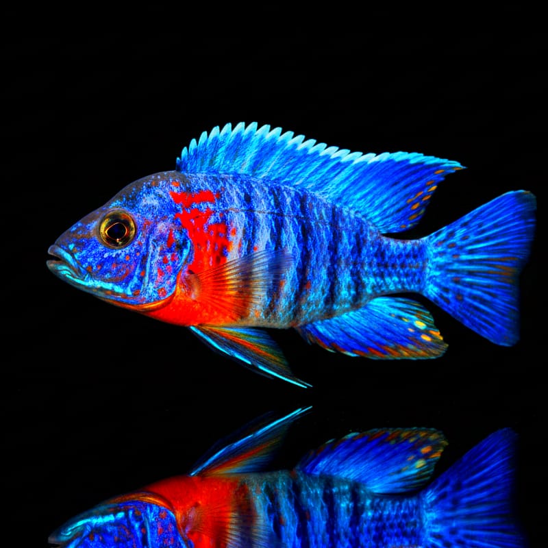 Aulonocara "Red Blue" – Rot/Blauer Kaiserbuntbarsch
