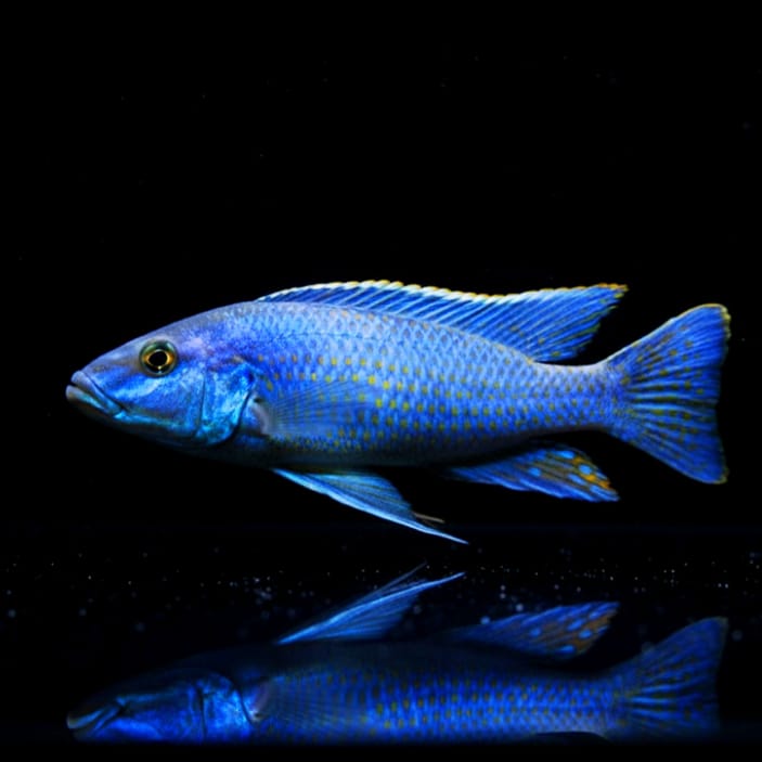 Champsochromis spilorynchus – Die beeindruckende Malawisee-Forellencichlide