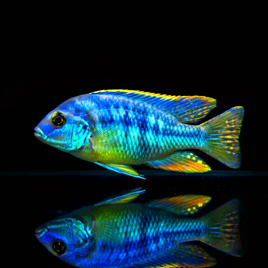 Chilotilapia rhoadesii – Der schneckenfressende Buntbarsch aus dem Malawisee