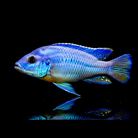 Cheilochromis euchilus – Der beeindruckende Wulstlippen-Maulbrüter