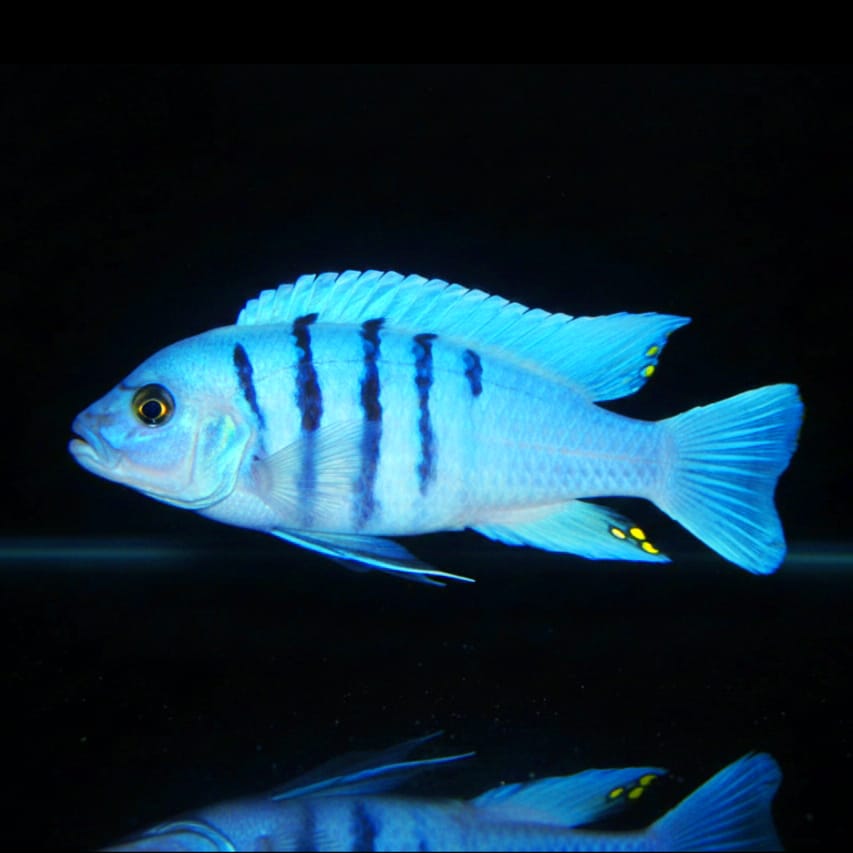 Cynotilapia afra "Galileya Reef" (Cynotilapia zebroides)