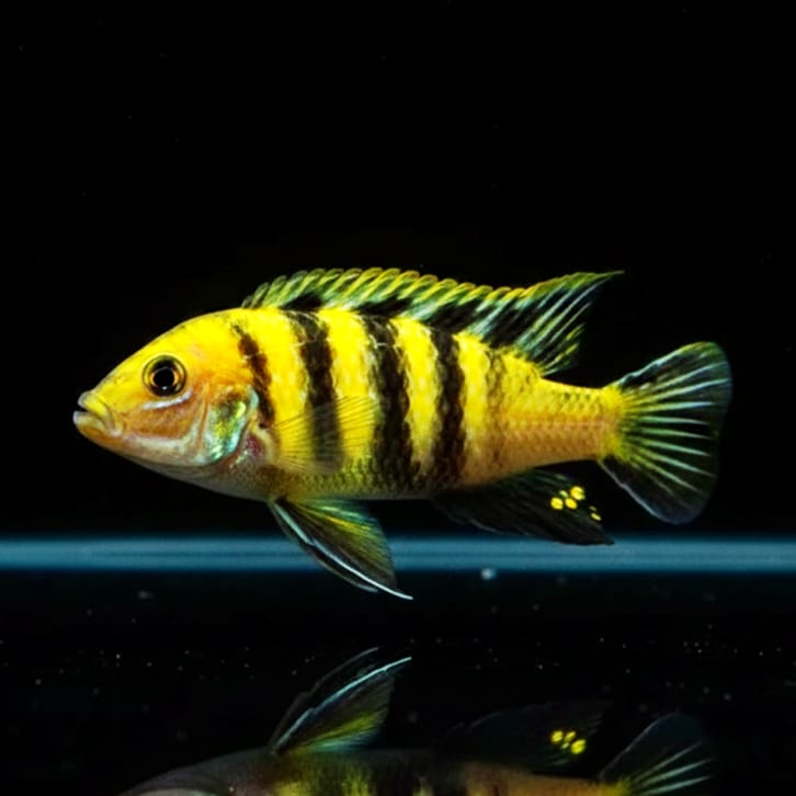 Cynotilapia afra "Lions Cove / Sanga Bay"