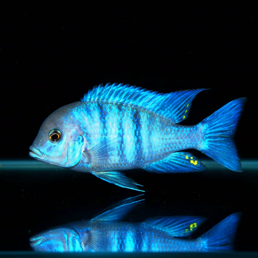 Cyrtocara moorii – Beulenkopfmaulbrüter: Der sanfte Riese aus dem Malawisee