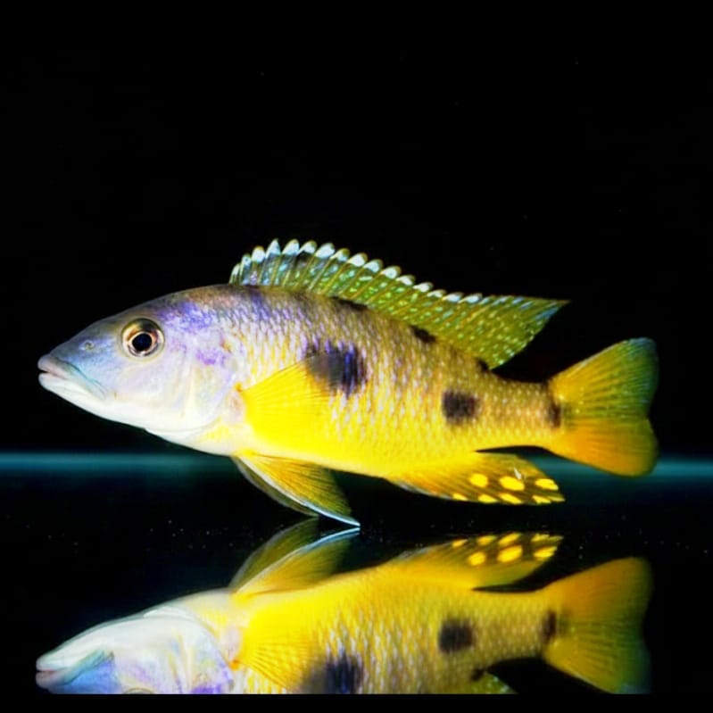 Exochochromis anagenys "Yellow" – Der gelbe Jäger des Malawisees