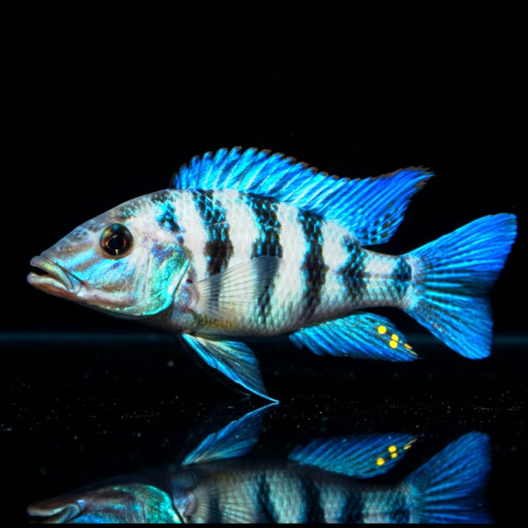 Fossorochromis rostratus – Der majestätische Fünf-Fleckbuntbarsch